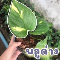 ราคา พลูด่าง พลูด่างเหลือง พลูด่างสามสี พลูด้างยักษ์ (8482296888)