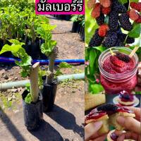ราคา ต้นมัลเบอรี่ หรือ ต้นหม่อนดำออสตุรกี 1แถม1 (41479688652)