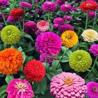 ราคา เมล็ดพันธุ์ ดอกบานชื่นคละสี 100 เมล็ด Mixed Zinnia Flower Seed เมล็ดพันธุ์แท้ ดอกบานชื่นซ้อน เมล็ดบานชื่น（ปลูกง่าย） (28192794569)