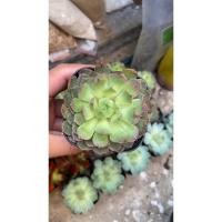 ราคา กุหลาบหินนำเข้า หูเชรคนำเข้า ไม้อวบน้ำ (6177923877)