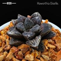 ราคา Haworthia Giselle. (B120) ฮาโวเทีย พืชอวบน้ำ ไม้ทนแล้ว Succulent (49361138053)