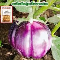 ราคา มะเขือจานม่วง เมล็ดพันธุ์ 40-100 เมล็ดมะเขือเปราะ จานสีม่วง <10 แถม 1 คละได้> (24502953131)