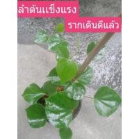 ราคา พลูหัวใจ,พลูป่า,พลูลงยา (3577702527)