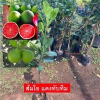 ราคา ต้นส้มโอ พันธุ์ส้มโอส้มโอแดงทับทิม (เสียบยอด) สูง80-100เซน พร้อมส่ง ขายราคาถูก (รับประกันสินค้า) (21974867244)