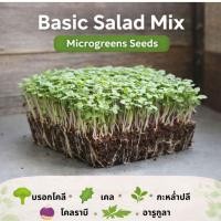 ราคา เมล็ดไมโครกรีนสลัดมิกซ์ (Basic Salad Mix) | บรอกโคลี เคล โคห์ลราบี อารูกูลา กะหล่ำ | ปลูกง่าย โตเร็ว (56655658615)