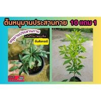 ราคา ต้นหนุมานประสานกาย .แก้ช้ำใน หอบหืด โรคเลือด สมุนไพรไทย อภัย​ภูเบศ​น์​ ยาโบราณ พื้นบ้าน ผักสวนครัว ผลไม้ รักษา ป้องกัน (25125162103)