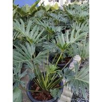 ราคา ฟิโลเดนดรอน ซานาดู (Philodendron Xanadu) (45906934949)