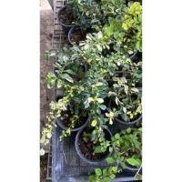 ราคา ชาฮกเกี้ยนด่าง ชื่ออื่นๆ: ชาฮกเกี้ยน/ชาดัดใบมัน/Eukien tea กระถาง3นิ้ว (25998086789)