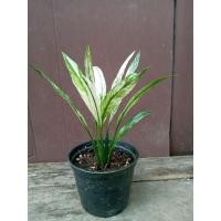 ราคา เดหลีแคระด่าง(Peace lily variegated) (44000545854)