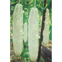 ราคา เมล็ด มะระจีน สีขาว ลูกใหญ่ ( Chinese gourd white Seed ) บรรจุ 5 เมล็ด มะระ (51156757380)