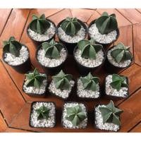 ราคา กระบองเพชร แคคตัส (Cactus) Myrio มายริโอ ⭐️ (plain) (7606899810)