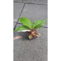 ราคา โชคเก้าชั้นด่าง ใบด่างใบเขียว (ต้นแม่ด่างชมพู) Anthurium renaissance กระถาง 3 นิ้ว (20249070032)