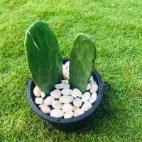 ราคา Sale #ต้นกระบองเพชร #สายพันธุ์โอพันเทีย Opuntia cactus #ใบเสมา #แคคตัส #พันธุ์ไม้หนาม #ต้นไม้วินเทจ #ตกแต่งห้อง (6138986840)