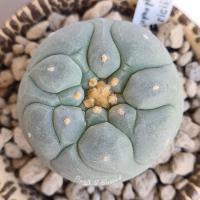 ราคา LF12 Lophophora Fricii โลโฟโฟรา ฟริซิไอ(ไม้เมล็ด) Super White ต้นกลม หน้าสวย ร่องลึกชัด ผิวเคลือบแวกซ์สวย (12762369372)