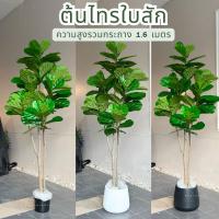 ราคา ต้นไทรใบสักเสมือนจริง 1.6 เมตร ต้นไม้ปลอมตกแต่งบ้านต้นไม้เสมือนจริง [พร้อมส่งจากไทย] (28721301652)