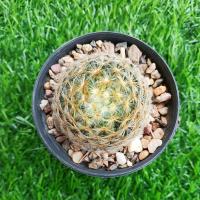 ราคา แมมขนนกเหลือง(Mammillaria schiedeana Ehrenb. ex Schltdl.)#พร้อมส่ง (17434225143)