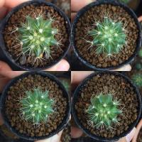 ราคา ถังทอง Golden Barrel Cactus #แคคตัส #กระบองเพชร (8509964334)