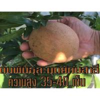 ราคา 1*ต้นละมุดสาลี่ยักษ์จัดส่งพร้อม ลำต้นสูง 40-50 ซม ต้นไม้แข็งแรง ทุกต้น เรารับประกันจัดส่งห่ออย่างดี ผลสุกรสชาติ หวาน หอม (7233263400)