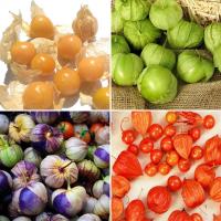 ราคา เมล็ดพันธุ์ โทมาทิลโล่,เคพกูสเบอร์รี่ หรือ โทงเทงฝรั่ง Tomatillo Seed Cape gooseberry Seed บรรจุ 20 เมล็ด (28644309765)