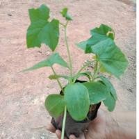 ราคา ต้นพันธุ์ แตงกวาญี่ปุ่น ถุงดำพร้อมปลูก 30 บาท ต้นแตงกวาญี่ปุ่น (Japanese Cucumber tree) (50214262709)