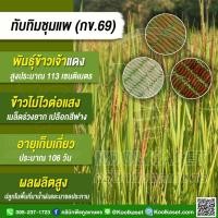 ราคา เมล็ดพันธุ์​ข้าว ข้าวจ้าวแดง ทับทิมชุมแพ กข.69 นาปี นาปรัง ไม่ไวแสง ต้นเตี้ย หอมนุ่มนาน 20 กก. คูลเกษตร KR90 (40105364588)