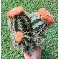 ราคา พร้อมส่งเมโลแคระแตกยอดหลายหัว หายาก‼️น่าสะสม Melocactus matanzanus multi heads (23685673454)
