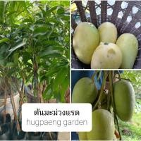 ราคา ต้นมะม่วงแรด ต้นทาบกิ่ง 80 ซม. (5356261253)
