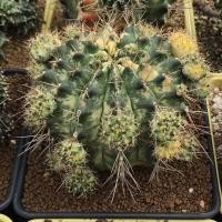 ราคา กระบองเพชร ยิมโนด่าง ลายหินอ่อน Mable PTS ไม้ชำหน่อ แคคตัส cactus ยิมโน (11426272342)