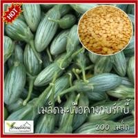 ราคา 200 เมล็ด มะเขือคางกบรักบี้ เมล็ดมะเขือคางกบรักบี้ เมล็ดมะเขือรักบี้ มะเขือรักบี้ มะเขือเปราะรักบี้ (29455666800)