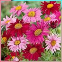 ราคา 50 เมล็ด ดอกเบญจมาศ ดอกมัมหรือเบญจมาศ Chrysanthemum Seeds สายพันธุ์ Chrysanthemum Robinsons (41622876117)