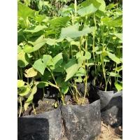 ราคา ต้นพลูคาว/ต้นคาวตอง/เพาะถุงเำ (7489714581)