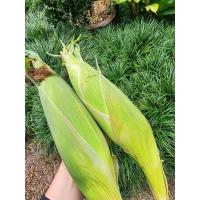 ราคา ข้าวโพดหวานเหลืองเกษตรชุด3กก.169รวมส่ง (24063829227)