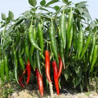 ราคา High Yield Red Long Chili Pepper Seeds 100เมล็ด/ซอง เมล็ดพันธุ์ พริกยาว เมล็ดพันธุ์ พริกจินดาแดง เมล็ดพันธุ์ พริกชี้ฟ้า (51852444886)
