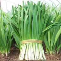 ราคา 300เมล็ด/ซอง เมล็ดพันธุ์ กุยช่าย High Yield Chives Seeds for Planting Vegetables Seeds for Gardening Chinese Chives Seed (26893725009)