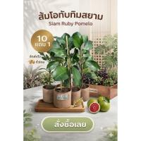 ราคา ต้นส้มโอทับทิมสยาม เสียบยอด ผลไม้ไทย สวนครัว สีแดง ดิน ปุ๋ย กระถาง เพาะเมล็ด กิ่งตอน ส้มเขียวหวาน ทับทิม ไม้ยืนต้น ทนแดด (52859083091)
