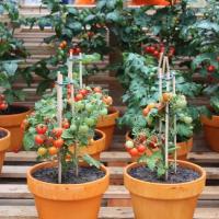 ราคา เมล็ดพันธุ์ มะเขือเทศ พุ่มเตี้ย ( Tiny Tim Tomato Seed )บรรจุ 15 เมล็ด (4654498575)