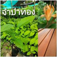 ราคา จำปาทอง,ต้นไม้เศรษฐกิจหายาก,ไม้ดอกหอม,มีสรรพคุณทางยา (8868872328)