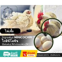 ราคา ไข่เชื้อไก่มินิโคชิน (Minicochin) ไข่เชื้อไก่มินิโคชิน สำหรับการฟัก 1ฟอง (55206227419)