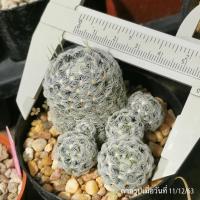 ราคา กระบองเพชร แมมมิลลาเรีย ดูไว, Mammillaria Duwei (1672334773)