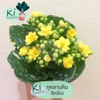 ราคา ต้นกุหลาบหิน สีเหลือง ต้นไม้มงคล ต้นไม้จิ๋ว (17701291560)