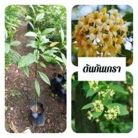 ราคา ต้นกันเกรา กันเกรา มันปลา (26786727952)