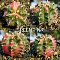 ราคา ยิมโนด่าง ไม้เมล็ด ตรงปก (#B2)​ - Gymnocalycium​ Cactus แคคตัส กระบองเพชร ไม้อวบน้ำ ไม้กราฟ ราคาถูก​ GYMNO ด่าง ยิมโน (10068640135)