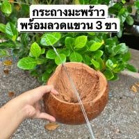 ราคา กระถางมะพร้าว กระถางเปลือกมะพร้าว มะพร้าวแขวนต้นไม้ กระถางมะพร้าวพร้อมลวดแขวน 3 ขา (40969205074)