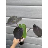 ราคา Colocasia Black Coral แบล็คโครอล (17366707979)