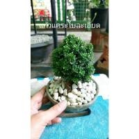 ราคา ใบละเอียดยิบ แก้วแคระมหามงคลไม้จิ๋วบอนไซ เหมาะจัดสวนถาดมินิ (20668167081)