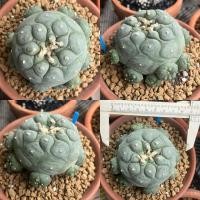 ราคา โลโฟโฟรา (Lophophora) (41300758157)