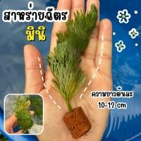 ราคา สาหร่ายฉัตร พร้อมหินกรอง ยาวต้นละ 10-12 cm Kaset Ban Gie (26473198221)