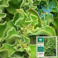 ราคา เมล็ดไอซ์แพลนท์ 1,000 / 2,000 เมล็ด Ice plant / Crystalline Iceplant (17471300454)