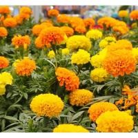 ราคา เมล็ด ดอกดาวเรืองคละสี - Mixed Marigold Flower (368103003)