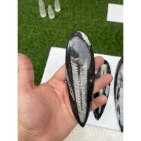 ราคา 1 Pc Randomly Pick Genuine Orthoceras fossil, Orthoceras fossil polished stone, Orthoceras straight fossil 30mm to 80mm (22938515888)